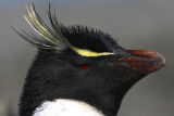 Rockhopper Penguin 
